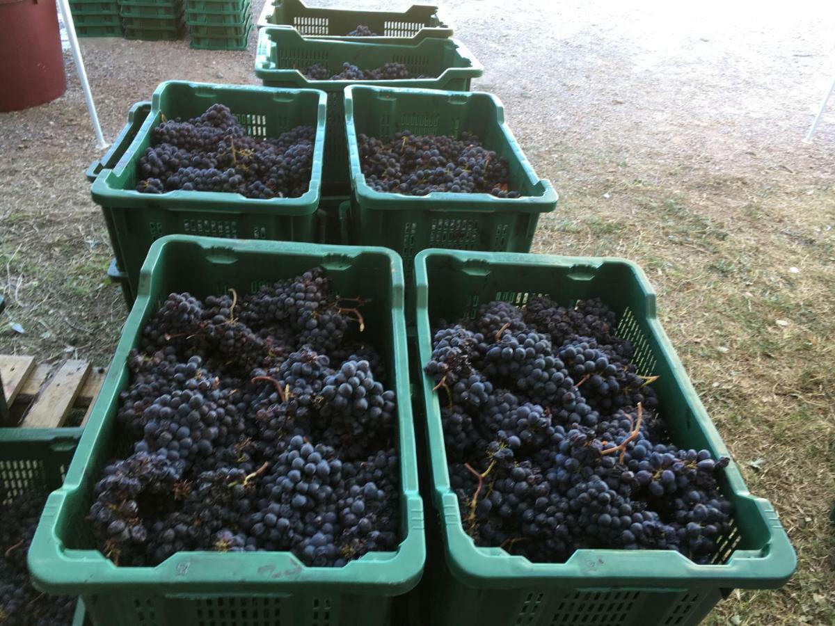 La Banditaccia Monticello Amiata Eksteriør billede